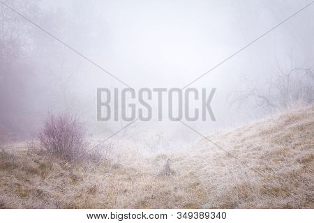 Rimy Meadow Orchard