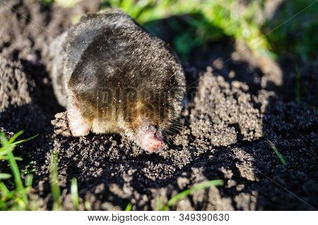 A Mole Talpa Europaea In The Garden