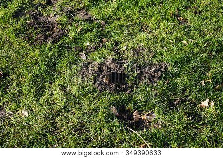 A Mole Talpa Europaea In The Garden
