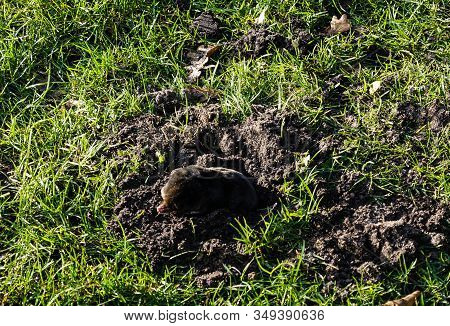 A Mole Talpa Europaea In The Garden