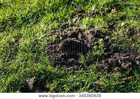A Mole Talpa Europaea In The Garden
