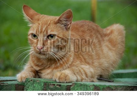 Red Shorthair Cat With Green Eyes Is Resting On The Bench And Watching. Green Eyed Big Domestic Pet.