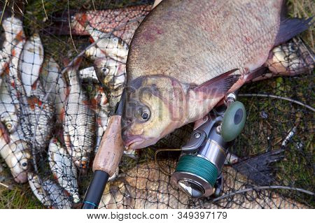 Successful Fishing -  Big Freshwater Bream Fish And Fishing Rod With Reel On Keepnet With Fishery Ca