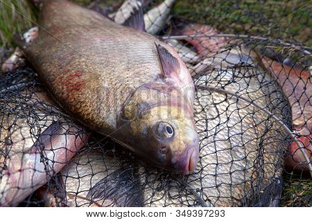 Successful Fishing -  Big Freshwater Bream Fish On Keepnet With Fishery Catch In It..