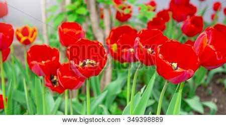 Tulip Flower. Flower In Garden At Sunny Summer Or Spring Day. Flower For Postcard Beauty Decoration 