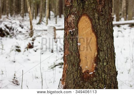 Tree Trunk Structure Bark Sapwood Texture In The Winter Forest