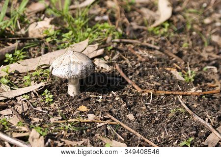 Forest Floor With A Blushing Wood Mushroom In Sunlight