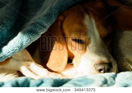 Lazy And Sleepy Beagle Dog Under A Blue Blanket On A Bed. Sunny Day At Home Background. Adorable Dog