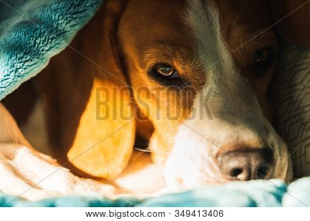 Lazy And Sleepy Beagle Dog Under A Blue Blanket On A Bed. Sunny Day At Home Background. Adorable Dog