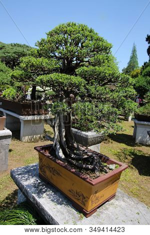 Very Old Bonsai Tree In Garden In Shanghai, China