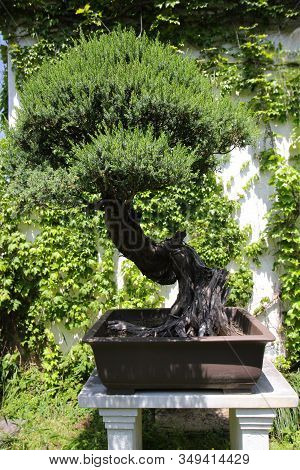 Very Old Bonsai Tree In Garden In Shanghai, China