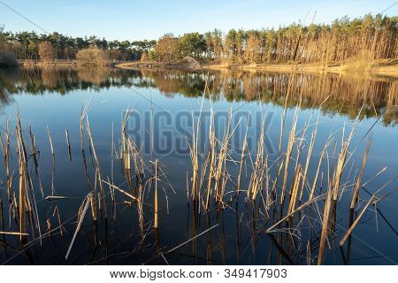 Mirror Forest Lake With Reflection In Winter Sunny Day, Kempen Regio In North Brabant, Netherlands