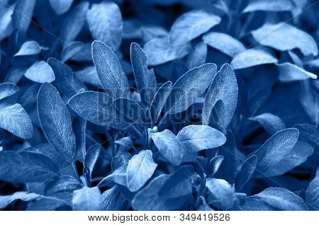 Sage Classic Blue Leaves. Salvia Officinalis Purpurascens