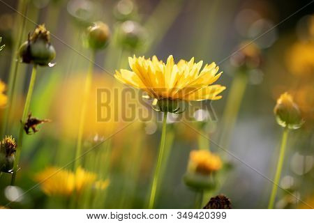 A Portrait Of An Early Sunrise Flower, Or Also Known As The Coreopsis Grandiflora. It Is A Tickseed 