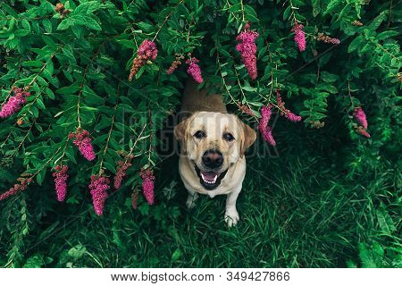 Labrador Retriever Under Blooming Bush In Grass