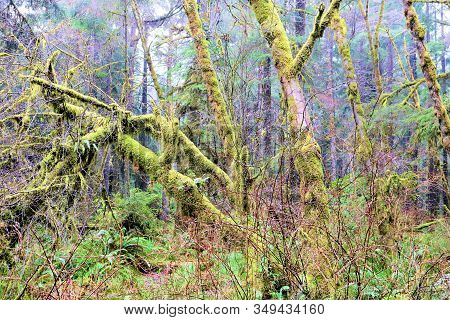 Moss Covered Trees During A Foggy Day Taken At A Temperate Forest In Coastal Rural Northern Californ
