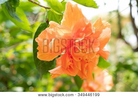 Orange Shoe Flower Or Chinese Rose And Green Leafs With Sunlight. Bokeh And Blurred Background Of Pl