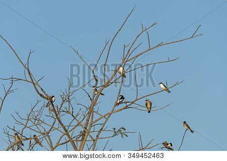 White Winged Swallows And Rough Winged Swallows In The Pantanal In Brazil