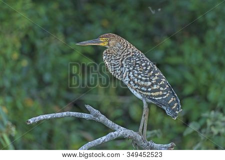 Rufescent Tiger Heron In A Pantanal Gallery Tree In Brazil