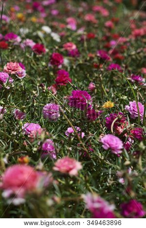 Many Colorful Portulaca Grandiflora Flowers Close Up
