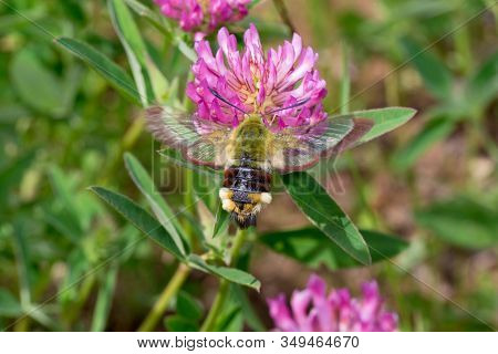 Hyles Lineata Is Gathering Pollen From A Clover Flower On A Spring Meadow.