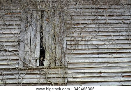 Vines Overrunning A Window In An Old Wooden Building