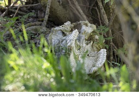 Fragment Of Animal Remains A Jaw With Teeth On The Ground With Green Grass And Sunlight