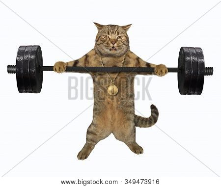 The Beige Cat Athlete With A Gold Medal Around His Neck Is Lifting A Heavy Barbell. White Background