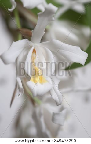 Flowers Of Coelogyne Cristata Orchid, Close Up Shot