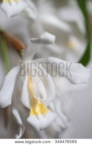 Flowers Of Coelogyne Cristata Orchid, Close Up Shot