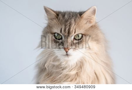Adorable cat muzzle with green eyes on light background