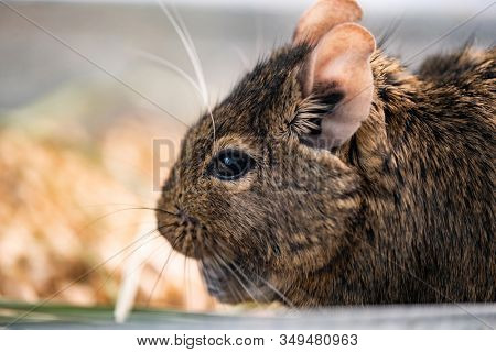 Cute profile of chilean squirrel degu
