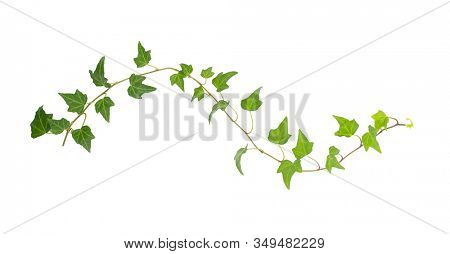 green ivy isolated on a white background.