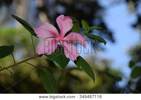 Pink Hibiscus Rose Mallow Shaded Flower Hanging In India Asia