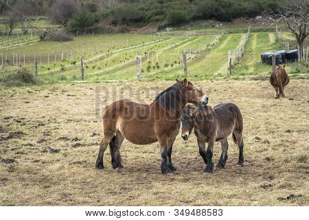 Lovely And Tender Animal Image Of A Female Donkey And Its Son Together In A Meadow Of Asturias, Spai