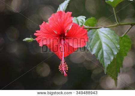 Red Hibiscus Rose Mallow Shaded Flower Hanging In India Asia