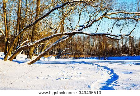 Landscape Trees Covered With Snow In The Loshitsa Old Park, Manor, Landscape, Minsk, Belarus, Winter