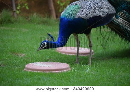 Beautiful Colorful Indian Peafowl Peacock Roaming Walking In House Backyard For Food Feeding Grains 