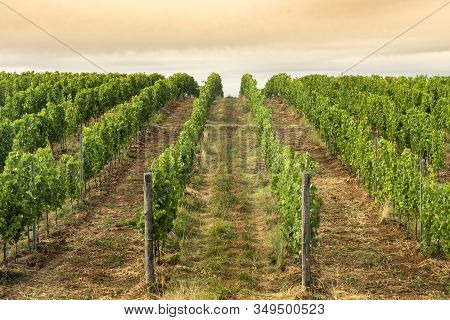 Rural Landscape Near Venosa, Potenza, Basilicata, Southern Italy, At Summer. Vineyards
