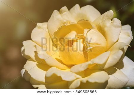 Close-up Of A Beautiful Yellow Garden Rose Growing In The Park. In Fuul Bloom With Sunlight.