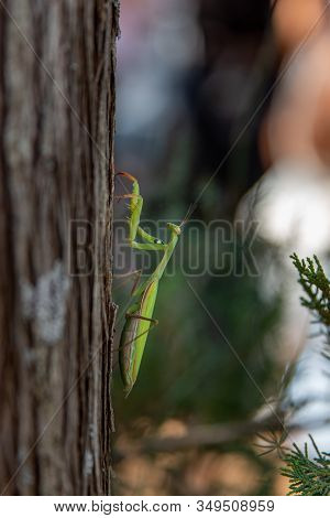 Macro Of A Praying Mantis On A Tree