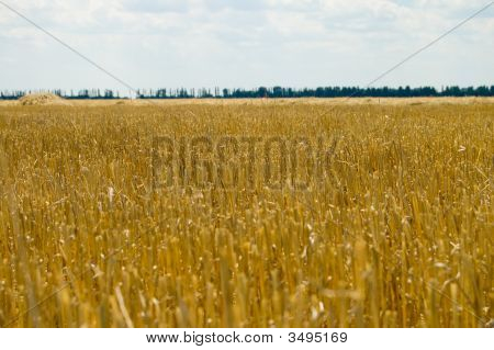 Leikkaus Harvest