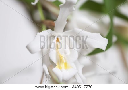 Flowers Of Coelogyne Cristata Orchid, Close Up Shot