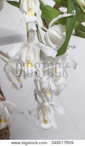 Flowers Of Coelogyne Cristata Orchid, Close Up Shot