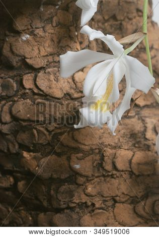 Flowers Of Coelogyne Cristata Orchid, Close Up Shot
