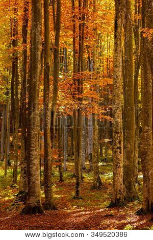 Beautiful View Of A Forest With Trees And Foliage Autumn Leaves, Sfanta Ana, ‎harghita County, Roman