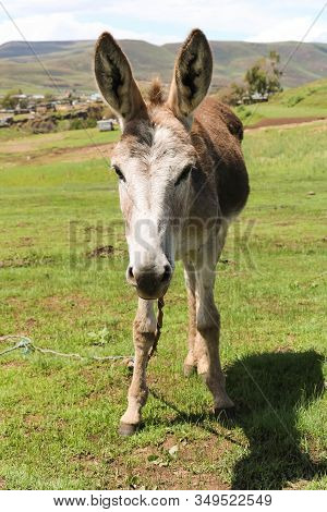 Cute Donkey Standing On Green Land On Sunny Day