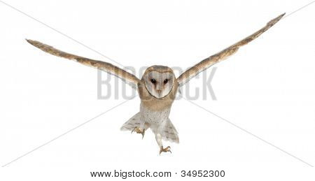 Barbagianni, Tyto alba, 4 mesi di età, ritratto di volo su sfondo bianco