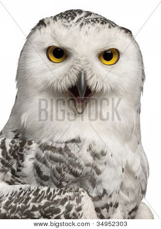 หญิงสโนวี่ Owl แนวตั้ง 1 ปี scandiacus, Bubo และปิดขึ้นกับพื้นหลังสีขาว