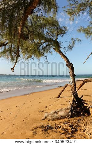 Old Tree At A Lonely Beach Without People